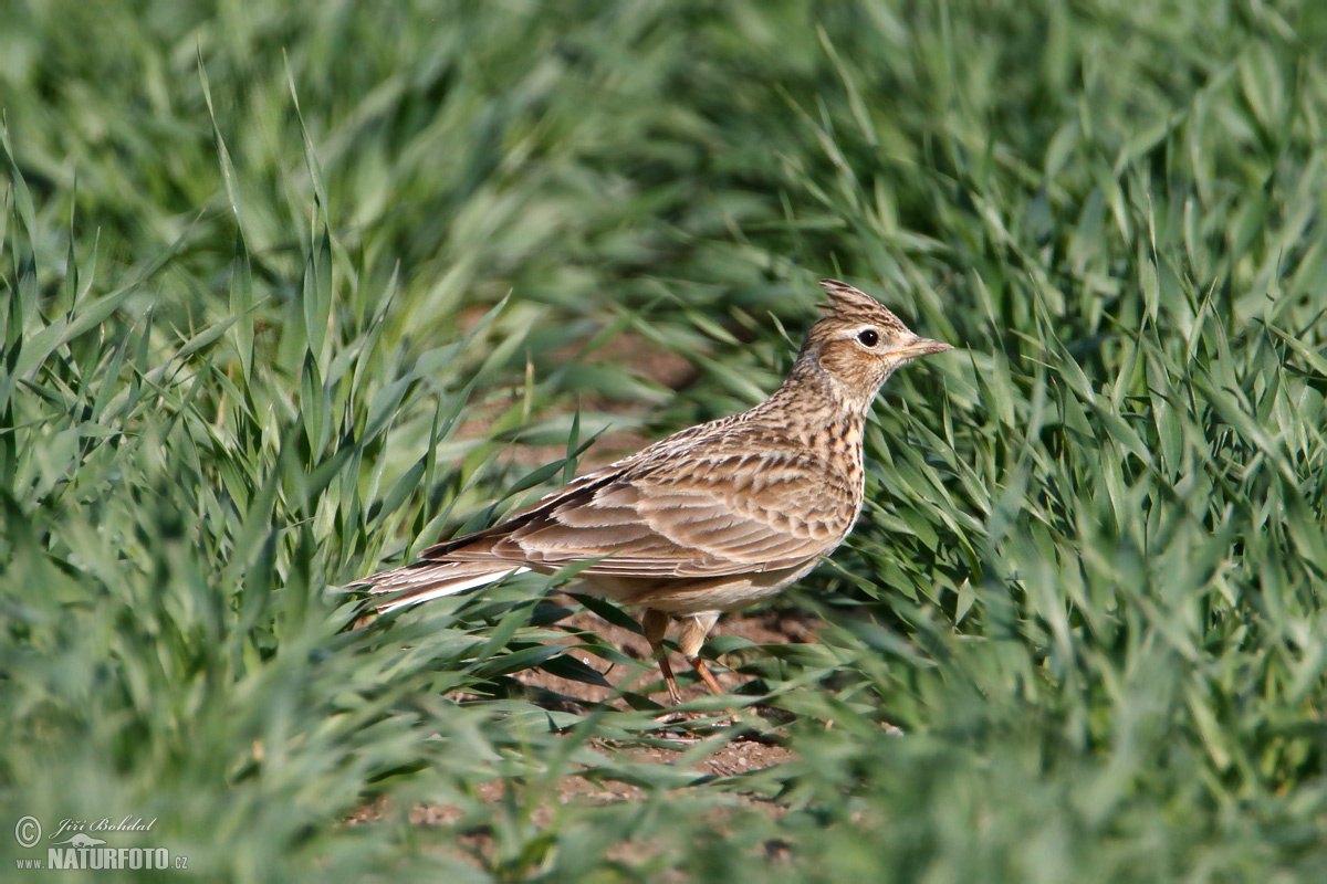 découvrez skylark, votre destination idéale pour s'évader et profiter de moments uniques en pleine nature. plongez dans un univers de sérénité où chaque instant est une invitation à la détente et à l'aventure.